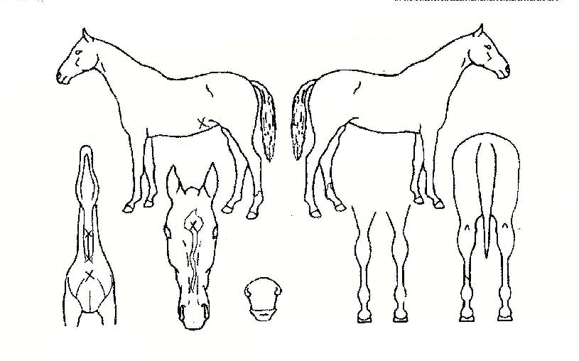 Ʈ���ö��̴��� ����,���,�޸�,�λ�,�ٸ��� Ư¡����