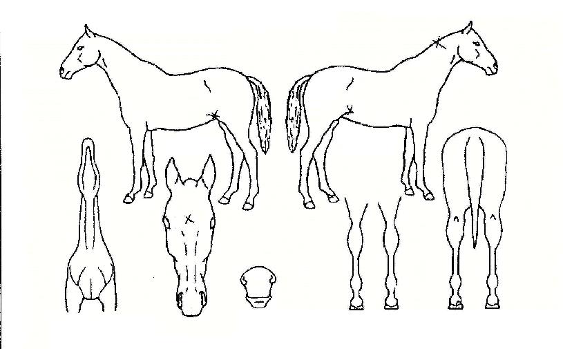 ¹Ì¼Ò¿©¿ÕÀÇ Ãø¸é,¿ì¸é,µÞ¸é,µÎ»ó,´Ù¸®ÀÇ Æ¯Â¡µµÇØ