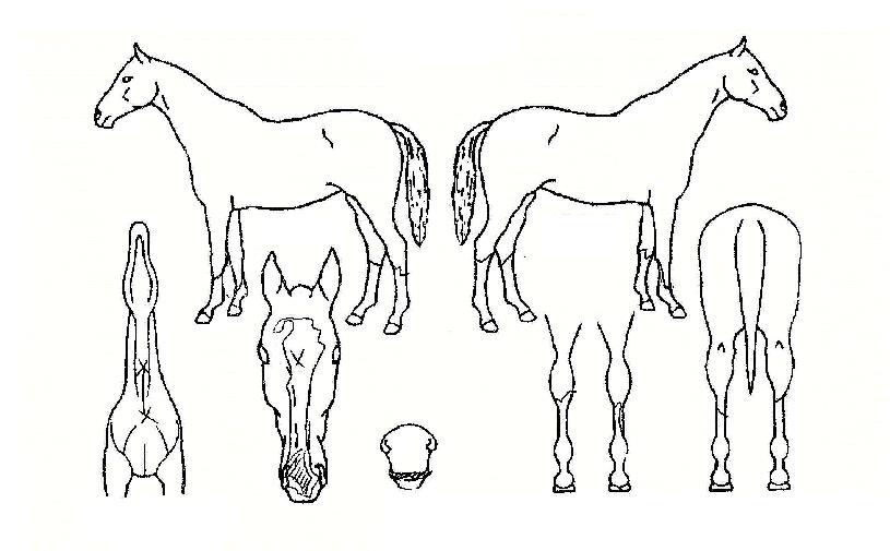 ºòº¼Æ®ÀÇ Ãø¸é,¿ì¸é,µÞ¸é,µÎ»ó,´Ù¸®ÀÇ Æ¯Â¡µµÇØ