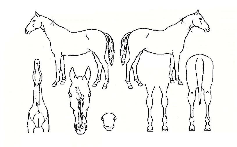 �Ӵ�Ư���� ����,���,�޸�,�λ�,�ٸ��� Ư¡����