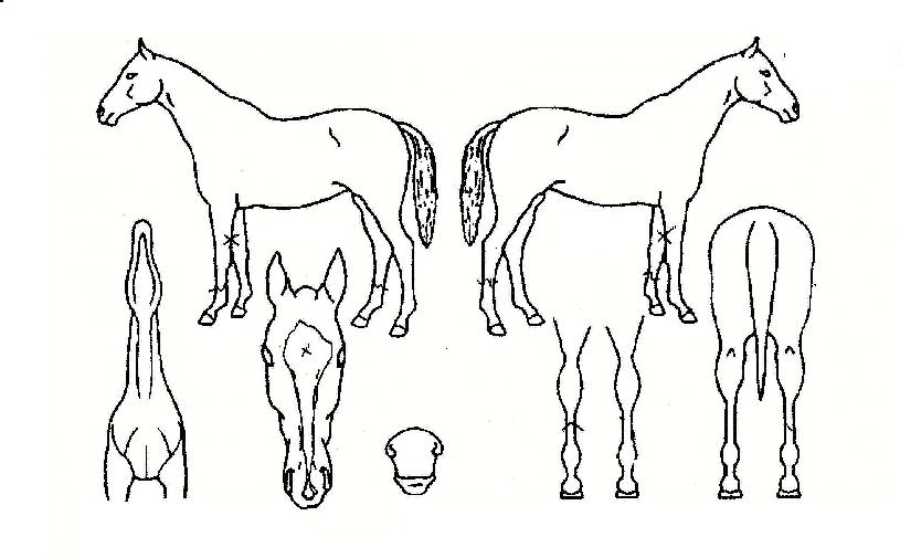 ºñ¹Ù¸Æ½ºÀÇ Ãø¸é,¿ì¸é,µÞ¸é,µÎ»ó,´Ù¸®ÀÇ Æ¯Â¡µµÇØ