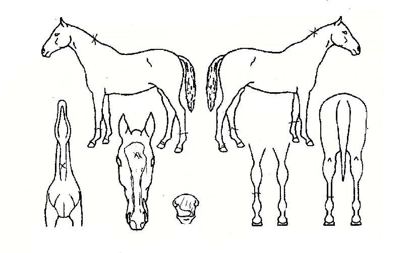 ���������� ����,���,�޸�,�λ�,�ٸ��� Ư¡����