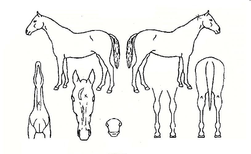 �����ݴ��� ����,���,�޸�,�λ�,�ٸ��� Ư¡����