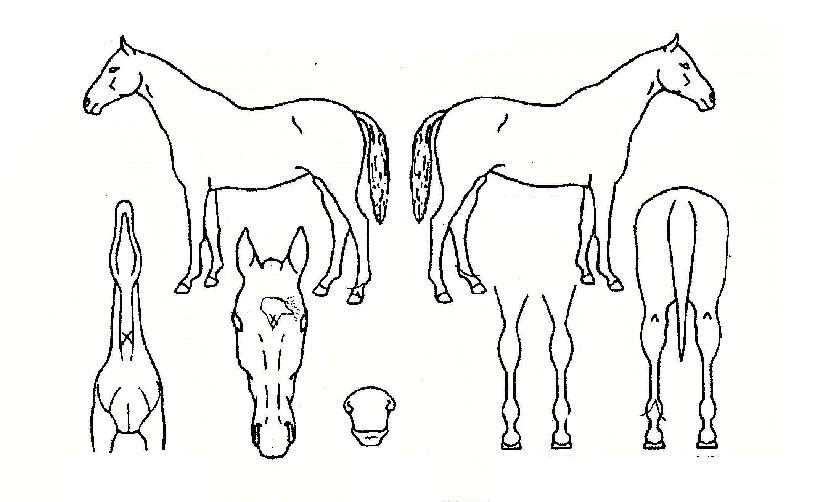 ȱ���غ���ڸ��� ����,���,�޸�,�λ�,�ٸ��� Ư¡����