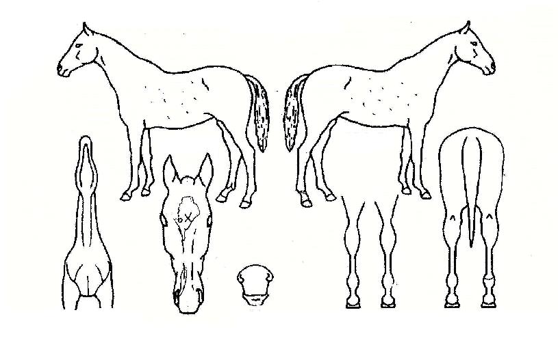 õ�������� ����,���,�޸�,�λ�,�ٸ��� Ư¡����