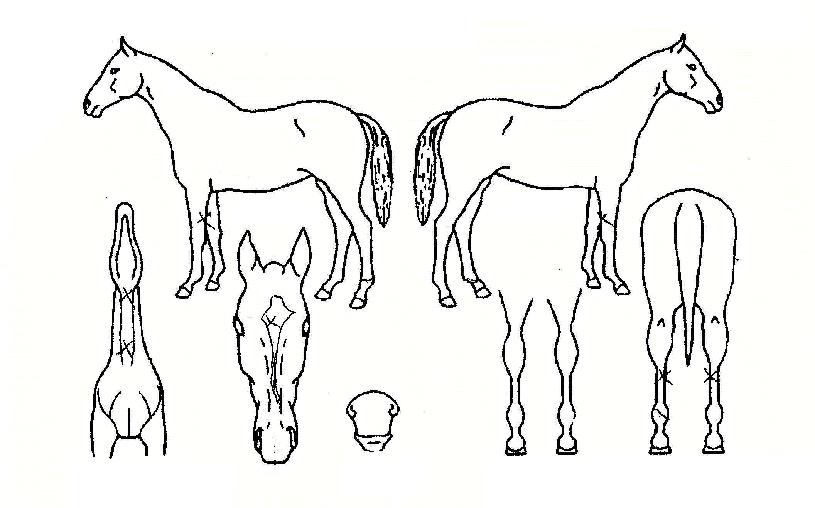 Ž������ ����,���,�޸�,�λ�,�ٸ��� Ư¡����