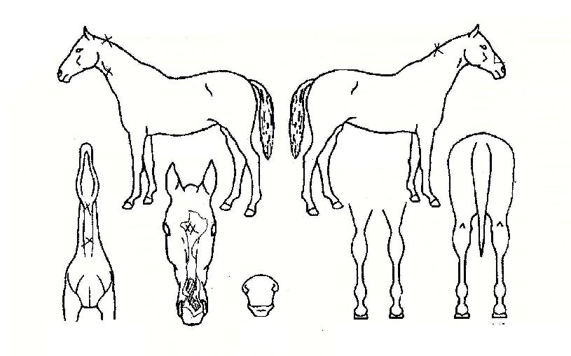 �˸��ٹ��� ����,���,�޸�,�λ�,�ٸ��� Ư¡����