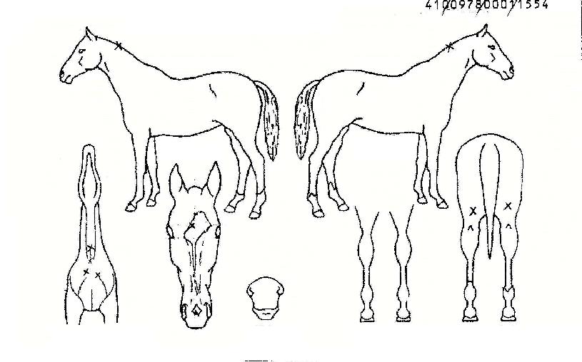 ½Â¸®¿¹ÂùÀÇ Ãø¸é,¿ì¸é,µÞ¸é,µÎ»ó,´Ù¸®ÀÇ Æ¯Â¡µµÇØ