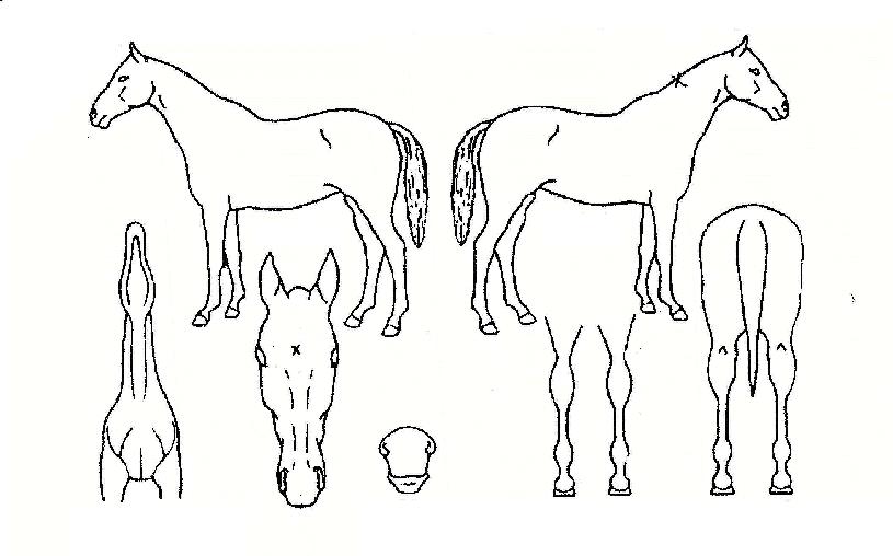 ������������ ����,���,�޸�,�λ�,�ٸ��� Ư¡����