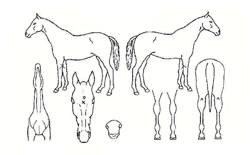 ��û�� ����,���,�޸�,�λ�,�ٸ��� Ư¡����