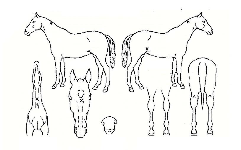 ÅëÀϼ¼·ÂÀÇ Ãø¸é,¿ì¸é,µÞ¸é,µÎ»ó,´Ù¸®ÀÇ Æ¯Â¡µµÇØ