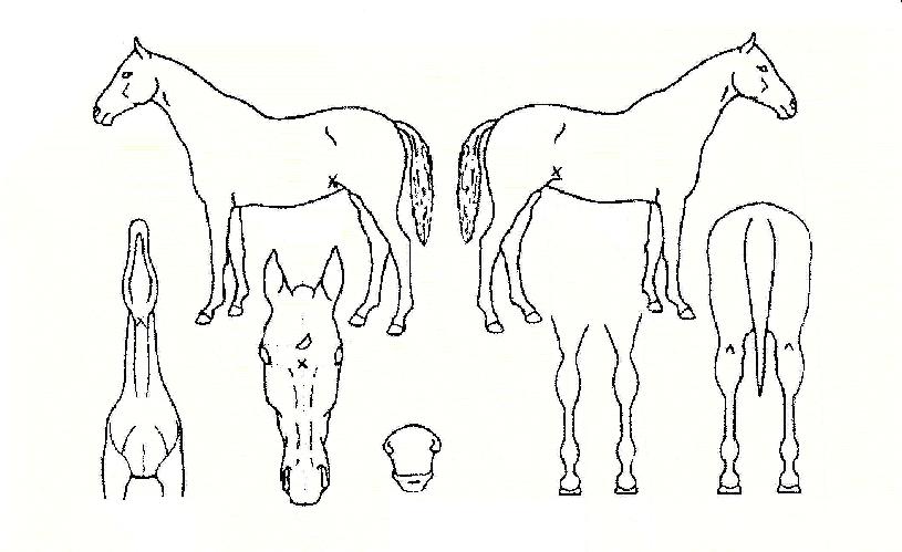 ���̵������� ����,���,�޸�,�λ�,�ٸ��� Ư¡����