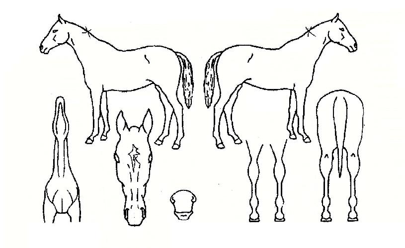 ´õºíÀÌŬ¸³½ºÀÚ¸¶ÀÇ Ãø¸é,¿ì¸é,µÞ¸é,µÎ»ó,´Ù¸®ÀÇ Æ¯Â¡µµÇØ