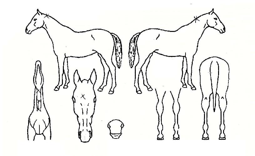 °úõÁØÁ·ÀÇ Ãø¸é,¿ì¸é,µÞ¸é,µÎ»ó,´Ù¸®ÀÇ Æ¯Â¡µµÇØ