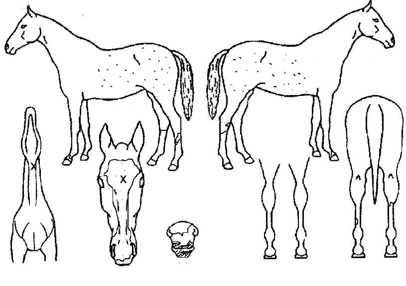 ³²ÇØ¿©¿ÕÀÇ Ãø¸é,¿ì¸é,µÞ¸é,µÎ»ó,´Ù¸®ÀÇ Æ¯Â¡µµÇØ