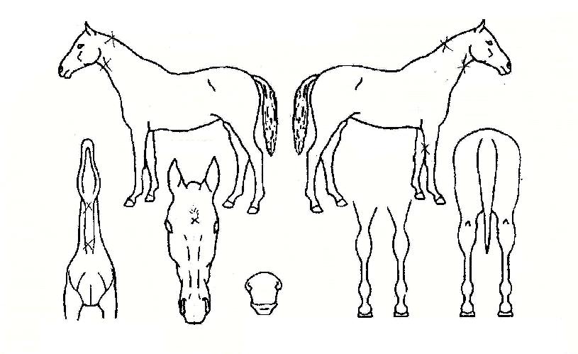 ��ΰ�ȣ�� ����,���,�޸�,�λ�,�ٸ��� Ư¡����