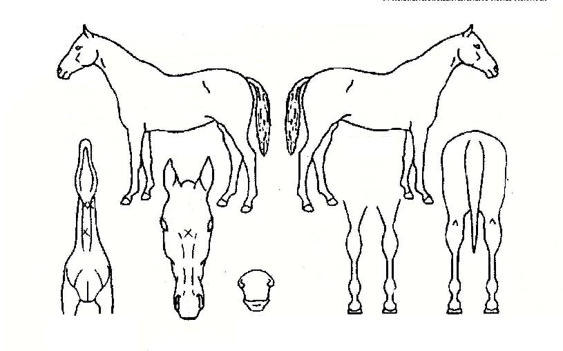 ���ο������� ����,���,�޸�,�λ�,�ٸ��� Ư¡����