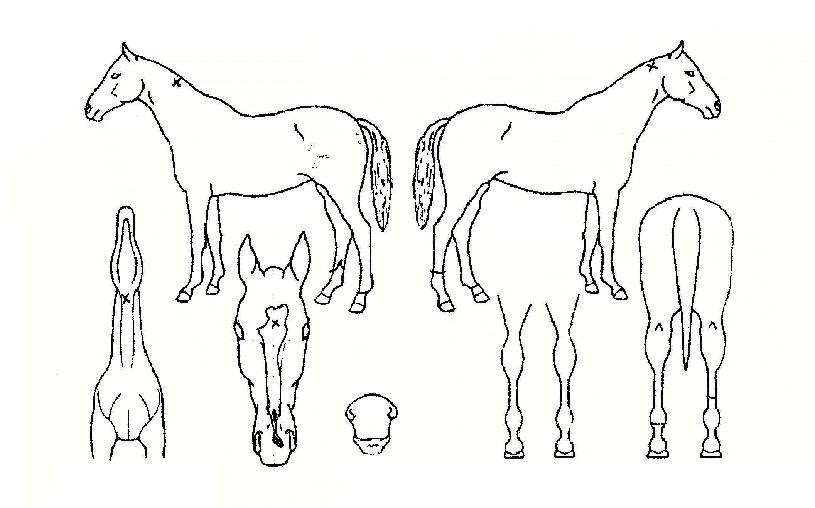 Ãʼ®´ë¼ºÀÇ Ãø¸é,¿ì¸é,µÞ¸é,µÎ»ó,´Ù¸®ÀÇ Æ¯Â¡µµÇØ