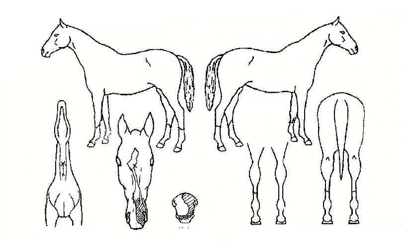 ¹ÝµµÀÇÈñ¸ÁÀÇ Ãø¸é,¿ì¸é,µÞ¸é,µÎ»ó,´Ù¸®ÀÇ Æ¯Â¡µµÇØ