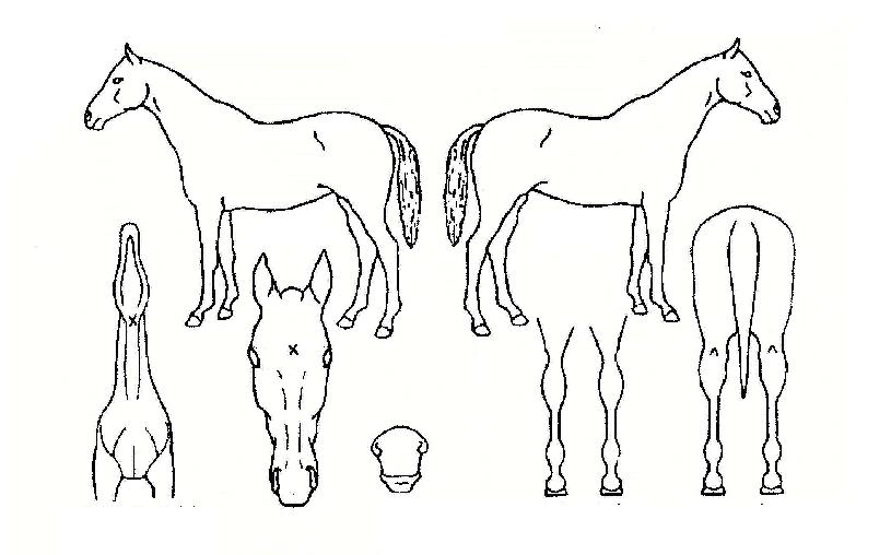 �����̾��ڸ��� ����,���,�޸�,�λ�,�ٸ��� Ư¡����