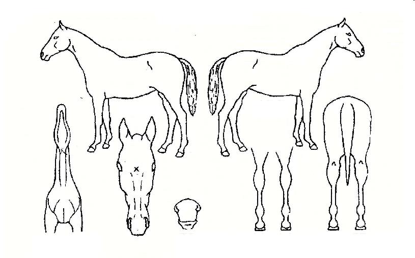 ´ëÁÖÀÛÀÇ Ãø¸é,¿ì¸é,µÞ¸é,µÎ»ó,´Ù¸®ÀÇ Æ¯Â¡µµÇØ