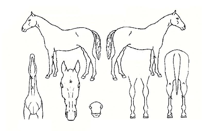 ��������� ����,���,�޸�,�λ�,�ٸ��� Ư¡����