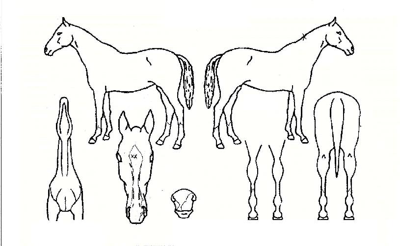 �뽺�����ڸ��� ����,���,�޸�,�λ�,�ٸ��� Ư¡����