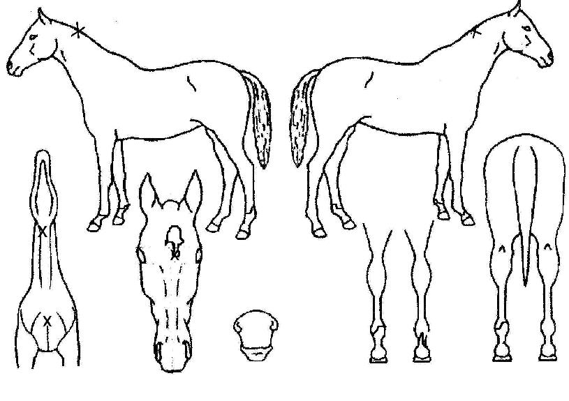 �������� ����,���,�޸�,�λ�,�ٸ��� Ư¡����