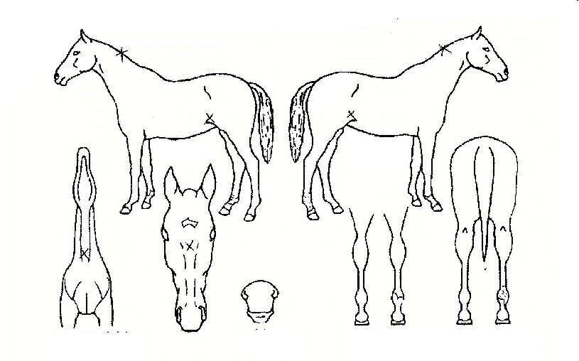 ���������� ����,���,�޸�,�λ�,�ٸ��� Ư¡����