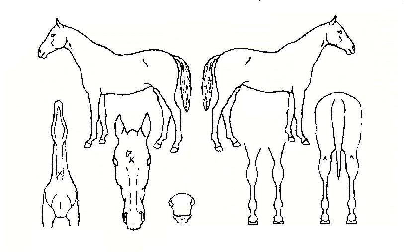 �̾ƺ��丮���ڸ��� ����,���,�޸�,�λ�,�ٸ��� Ư¡����