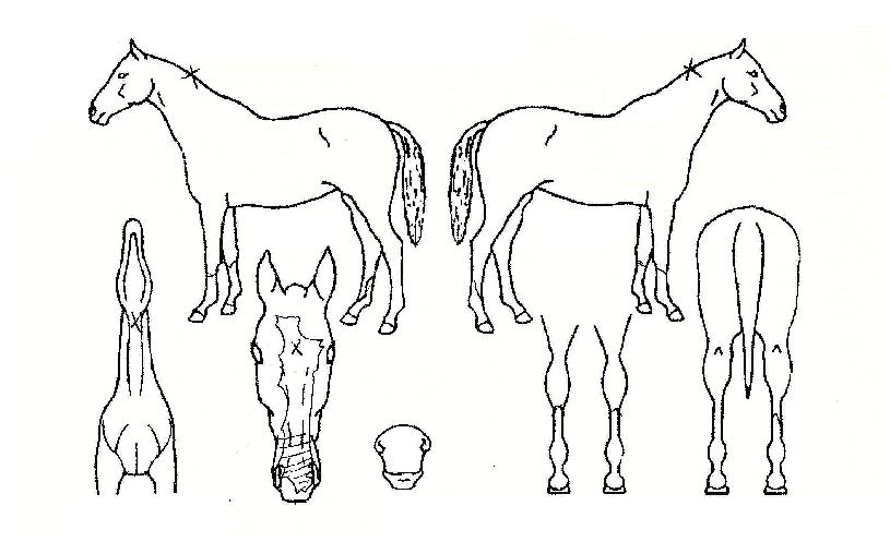 �������� ����,���,�޸�,�λ�,�ٸ��� Ư¡����