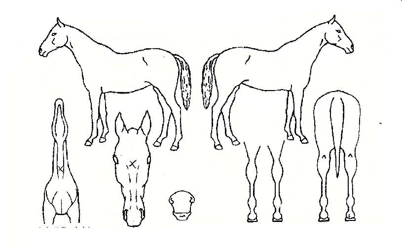 �������� ����,���,�޸�,�λ�,�ٸ��� Ư¡����