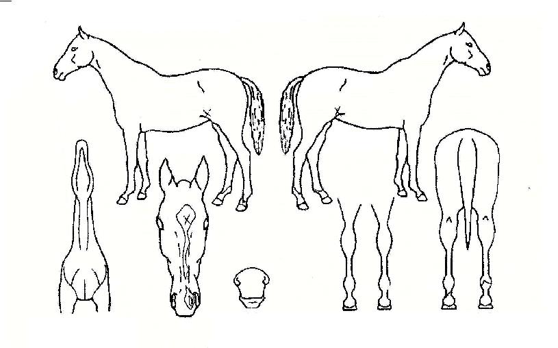 ºò·¹ÀÎÀÇ Ãø¸é,¿ì¸é,µÞ¸é,µÎ»ó,´Ù¸®ÀÇ Æ¯Â¡µµÇØ