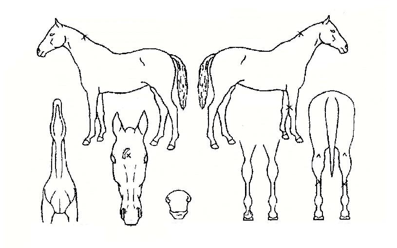 ����Ű��ȭ�� ����,���,�޸�,�λ�,�ٸ��� Ư¡����