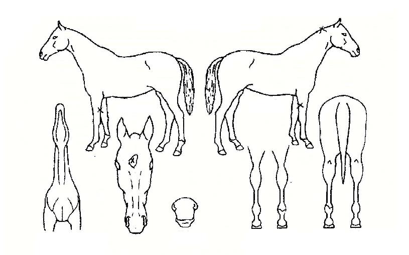 ÆúÆ®·¦ÀÇ Ãø¸é,¿ì¸é,µÞ¸é,µÎ»ó,´Ù¸®ÀÇ Æ¯Â¡µµÇØ