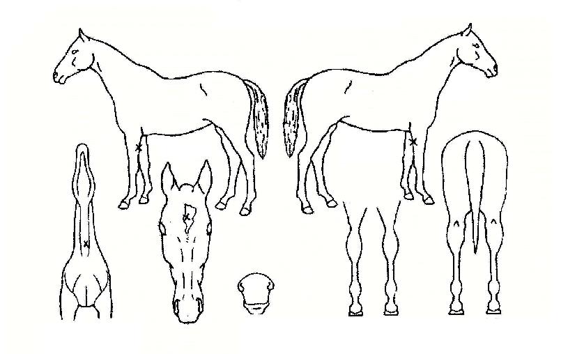 �극�̺���� ����,���,�޸�,�λ�,�ٸ��� Ư¡����