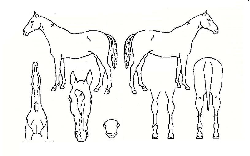 ¸ÅÁ÷Ä«ÀÌÀúÀÇ Ãø¸é,¿ì¸é,µÞ¸é,µÎ»ó,´Ù¸®ÀÇ Æ¯Â¡µµÇØ