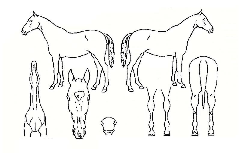 ���������� ����,���,�޸�,�λ�,�ٸ��� Ư¡����