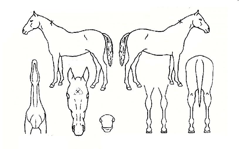 ¿ø½º¾î°ÔÀÎÀÇ Ãø¸é,¿ì¸é,µÞ¸é,µÎ»ó,´Ù¸®ÀÇ Æ¯Â¡µµÇØ