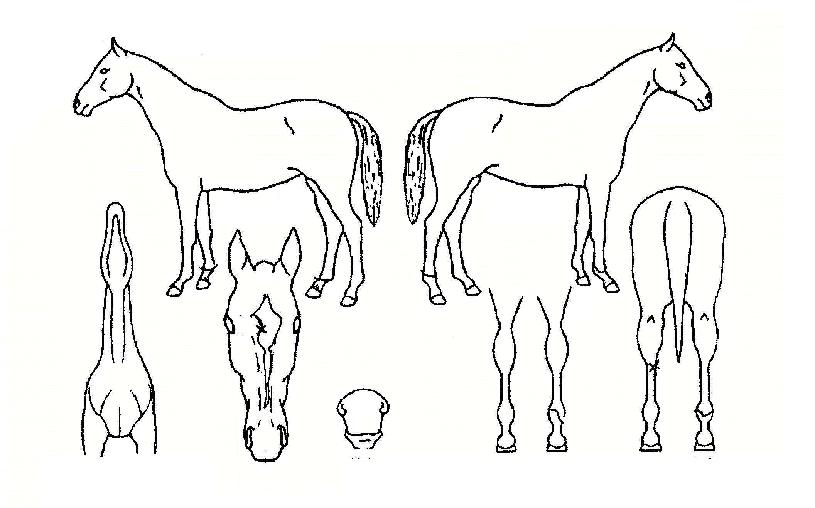 �ź����� ����,���,�޸�,�λ�,�ٸ��� Ư¡����