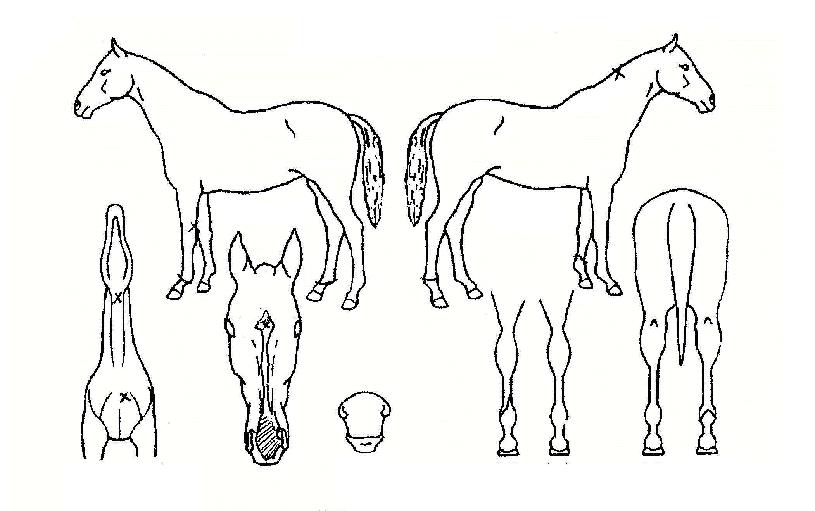 ¸¶ÀÌÆ¼ÀÇ Ãø¸é,¿ì¸é,µÞ¸é,µÎ»ó,´Ù¸®ÀÇ Æ¯Â¡µµÇØ