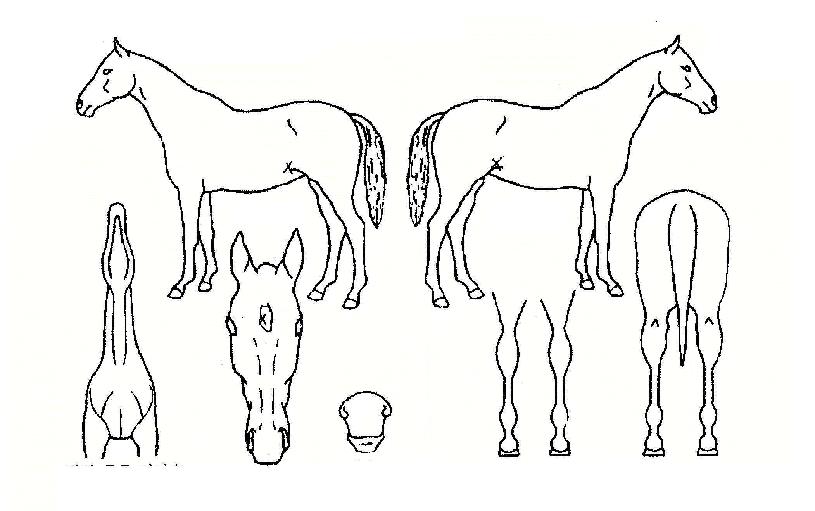 �������� ����,���,�޸�,�λ�,�ٸ��� Ư¡����