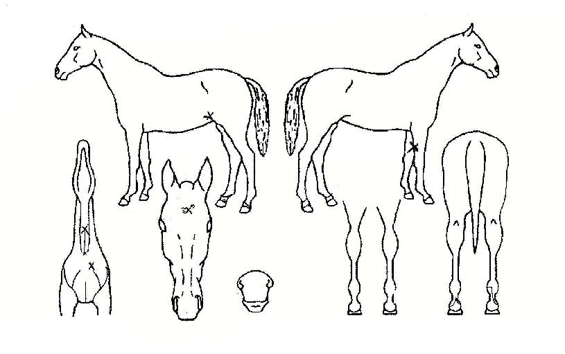 ½Â¸®ÀÇÁ¦¿ÕÀÇ Ãø¸é,¿ì¸é,µÞ¸é,µÎ»ó,´Ù¸®ÀÇ Æ¯Â¡µµÇØ