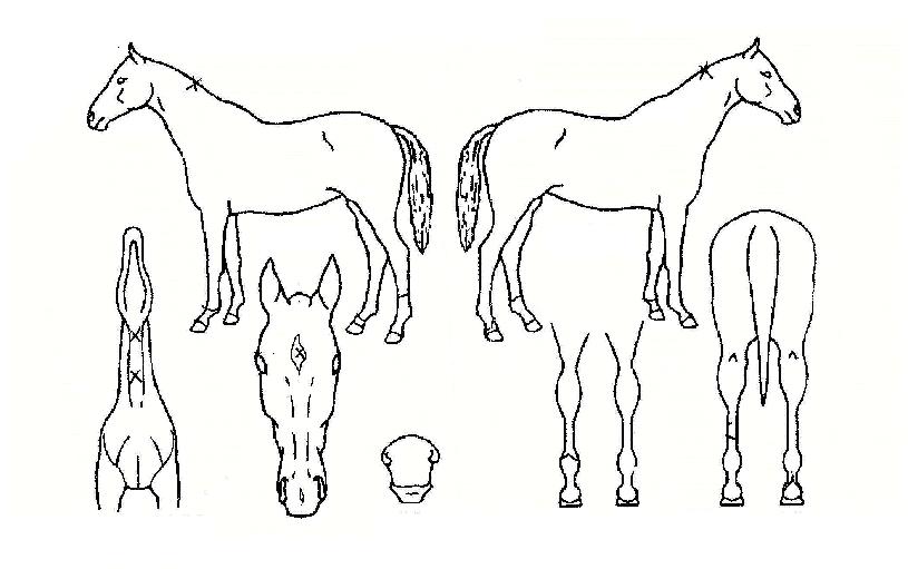 ºÎ°æµå·¡°ïÀÇ Ãø¸é,¿ì¸é,µÞ¸é,µÎ»ó,´Ù¸®ÀÇ Æ¯Â¡µµÇØ