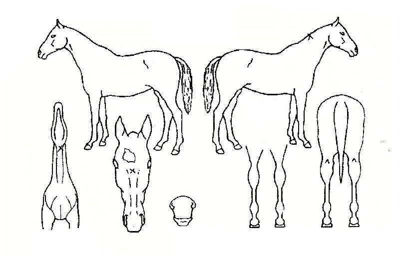 ���̴����� ����,���,�޸�,�λ�,�ٸ��� Ư¡����