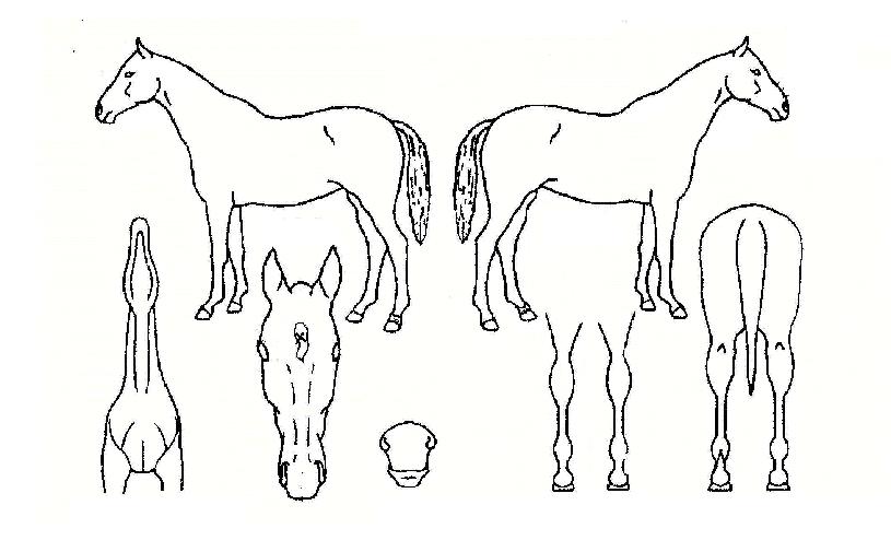 ¼Ò½º·ç¹ÌÀÚ¸¶ÀÇ Ãø¸é,¿ì¸é,µÞ¸é,µÎ»ó,´Ù¸®ÀÇ Æ¯Â¡µµÇØ