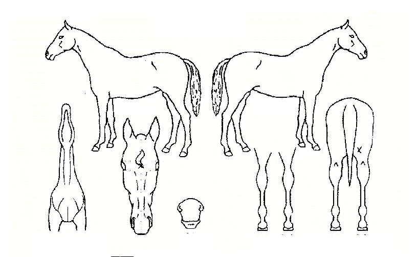 ��ƿ����ڸ��� ����,���,�޸�,�λ�,�ٸ��� Ư¡����