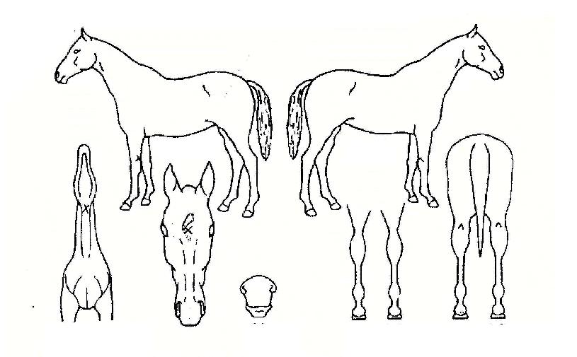 �ν��к��� ����,���,�޸�,�λ�,�ٸ��� Ư¡����