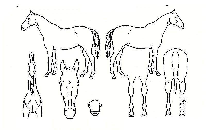 ÇÏÀÌ¿ùµåÀÇ Ãø¸é,¿ì¸é,µÞ¸é,µÎ»ó,´Ù¸®ÀÇ Æ¯Â¡µµÇØ