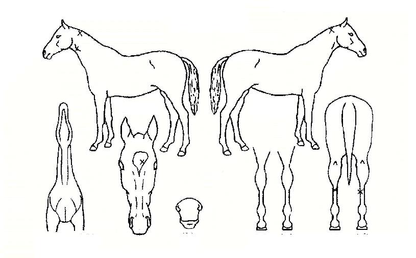 ÃÖ°í¼ÓµµÀÇ Ãø¸é,¿ì¸é,µÞ¸é,µÎ»ó,´Ù¸®ÀÇ Æ¯Â¡µµÇØ